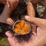 Ancora Del Sud